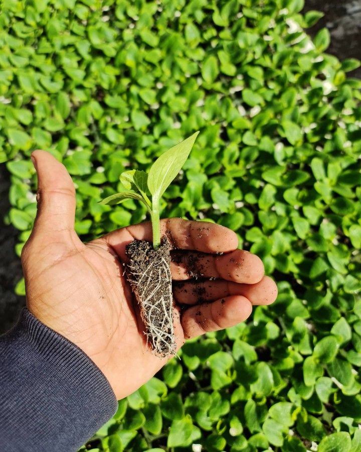 Proyecto de germinación en invernadero
